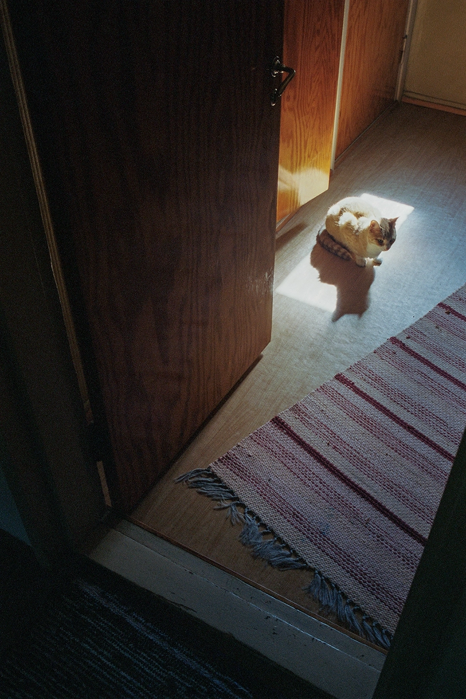 Colored anlaog photograph of a cat