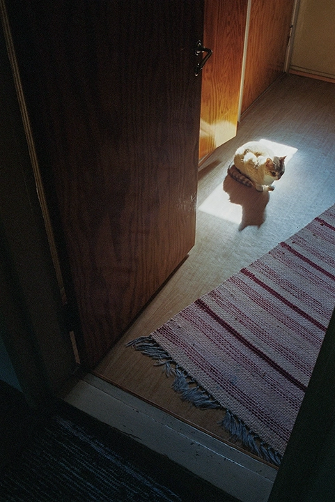 Colored anlaog photograph of a cat