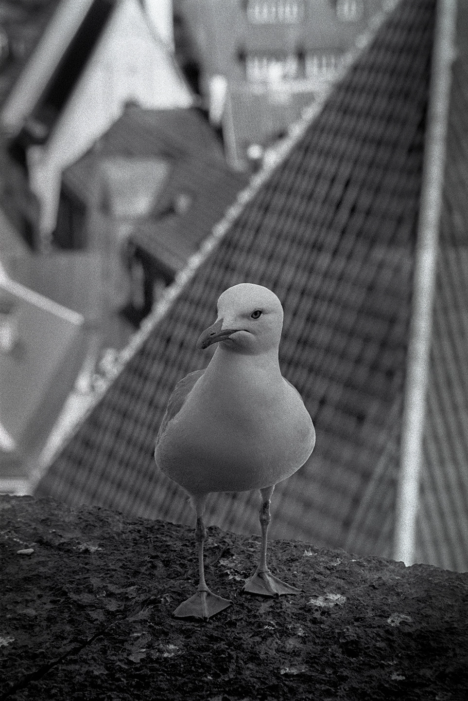 Black and white anlaog photograph of a bird