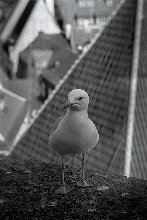 Black and white anlaog photograph of a bird