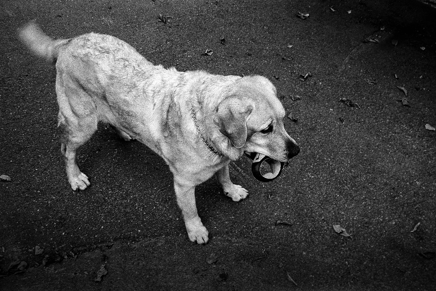 Black and white anlaog photograph of a woman eating a chocolate bar