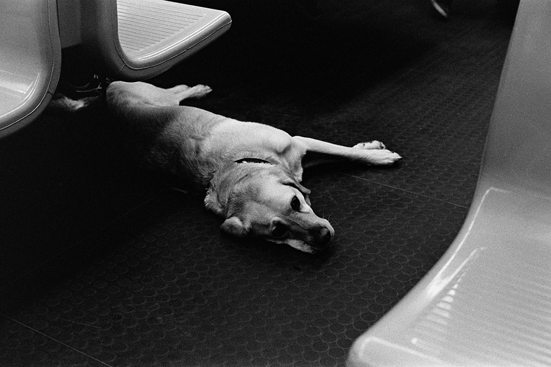 Black and white anlaog photograph of a dog in the metro