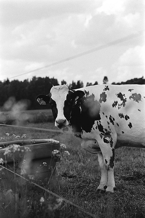 Black and white anlaog photograph of a cow